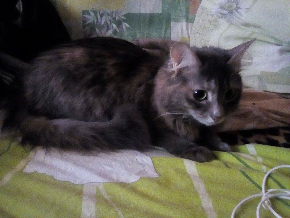 В Днепре пропало много животных: помогите найти 6