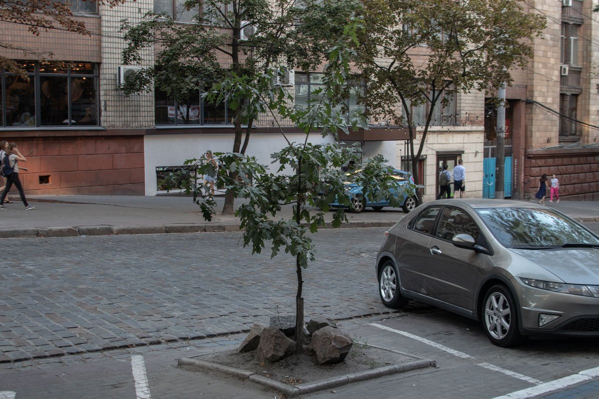 Кстати, это дерево Михаил Мельник тоже садил сам Кстати, это дерево Михаил Мельник тоже садил сам