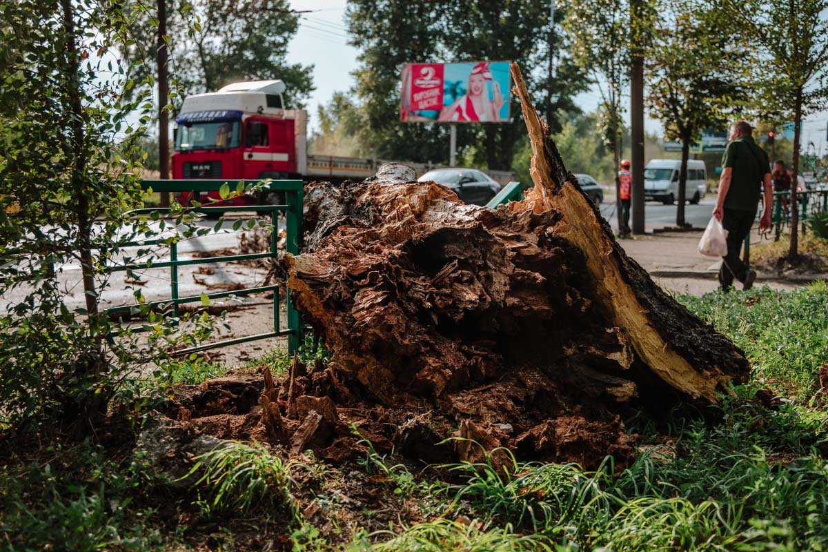 Дерево было аварийным Дерево было аварийным