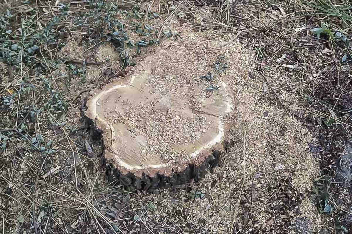 Дышите выхлопами, зачем вам деревья