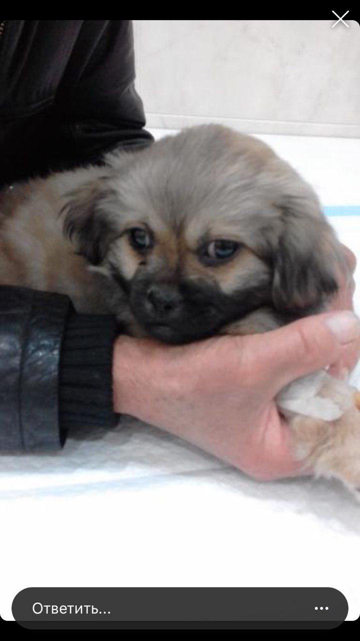 В Днепре автомобиль сбил собаку 80-летнего мужчины и скрылся В Днепре автомобиль сбил собаку 80-летнего мужчины и скрылся