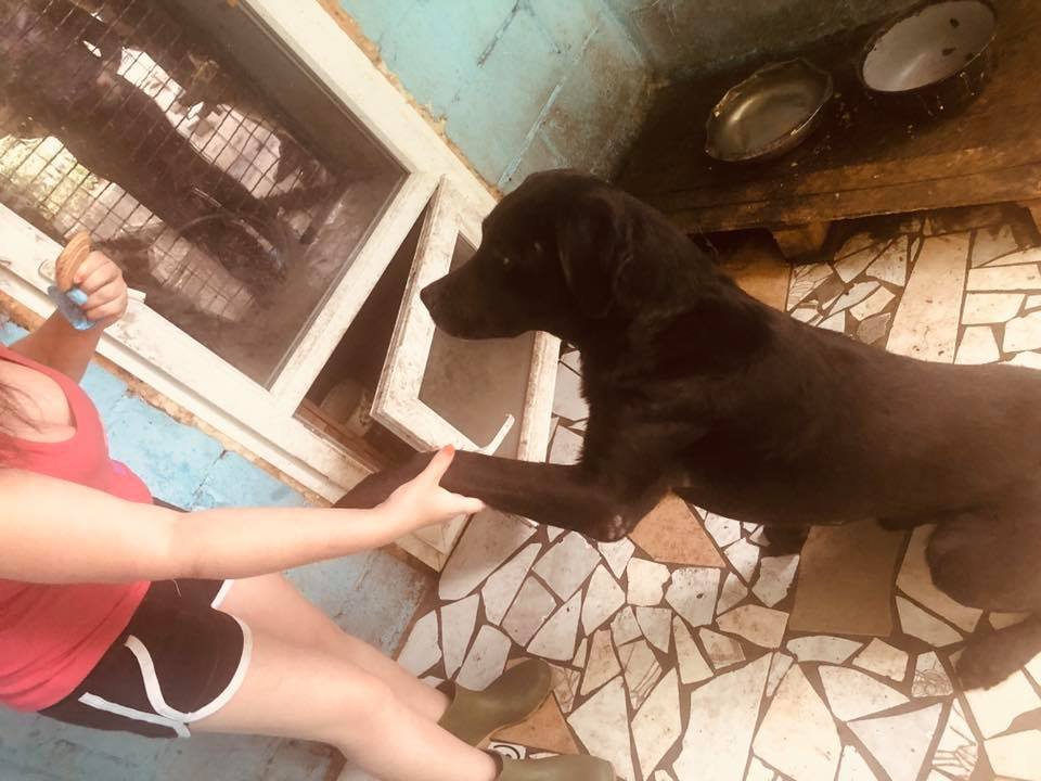 Собака ищет дома Собака ищет дома