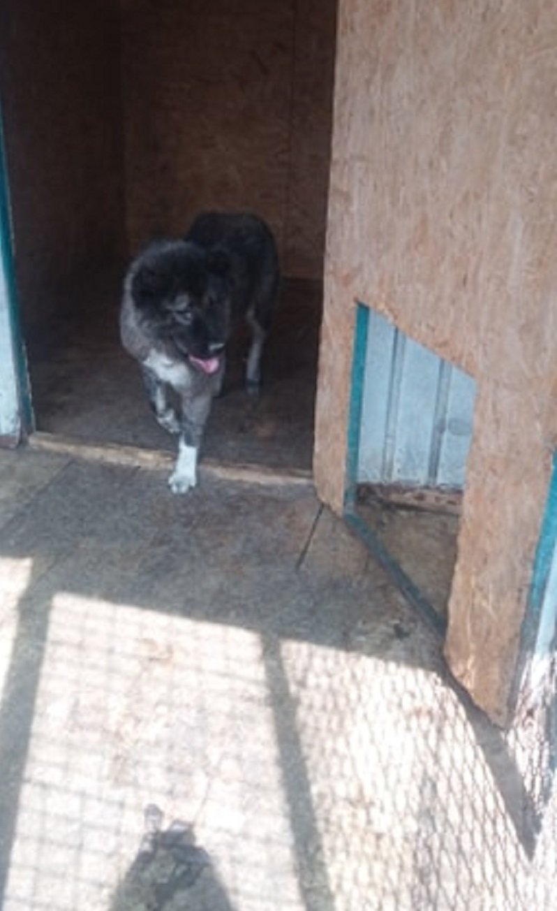 Овчарка Герта ищет дом Овчарка Герта ищет дом