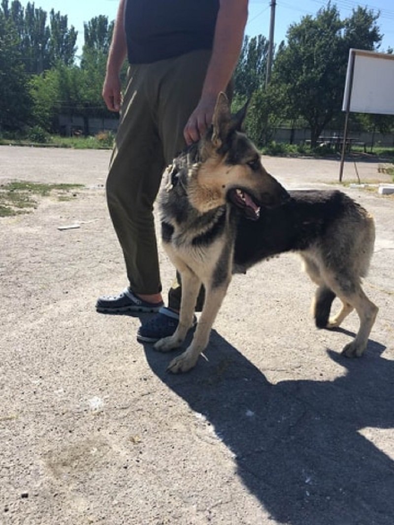 Немецкая овчарка Мальта ищет дом Немецкая овчарка Мальта ищет дом