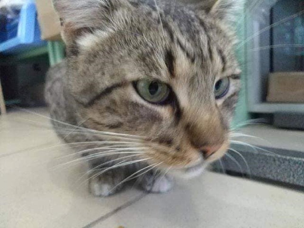 Котик ищет дом Котик ищет дом