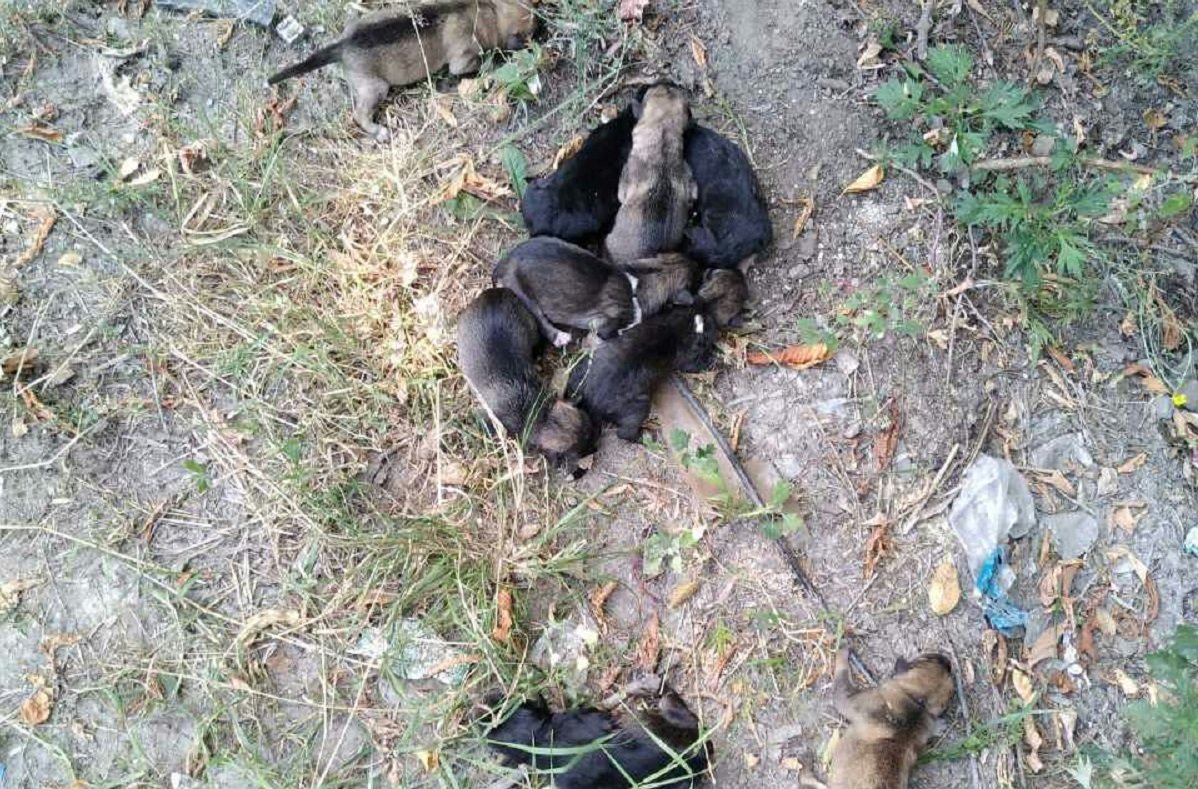 В Днепре на Серафимовича в мусорном баке нашли крошечных щенков В Днепре на Серафимовича в мусорном баке нашли крошечных щенков