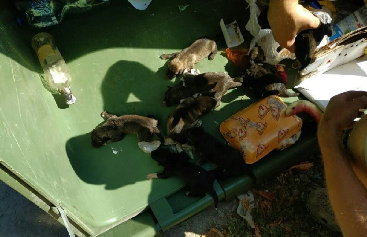 Кто и почему выкинул беззащитных животных - пока неизвестно Кто и почему выкинул беззащитных животных - пока неизвестно