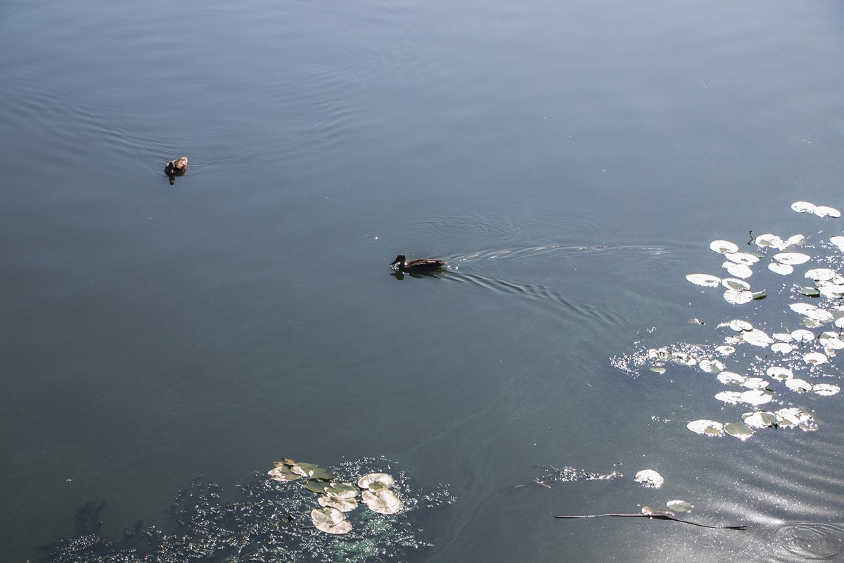 Зеленые уточки Зеленые уточки