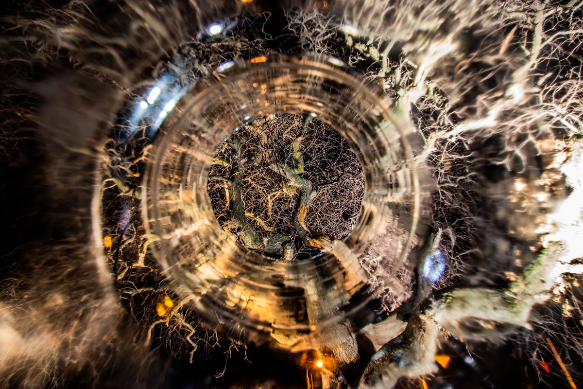 Дерево разбросало ветви