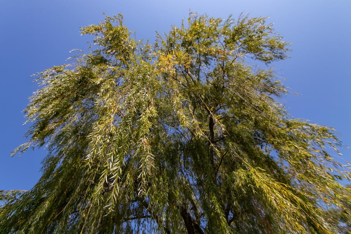 Первый осенний день выдался ясным и солнечным