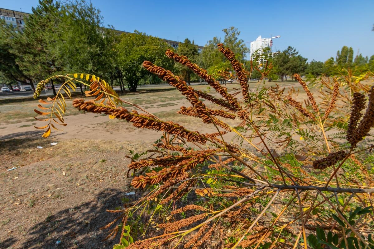 Город постепенно меняет свой окрас