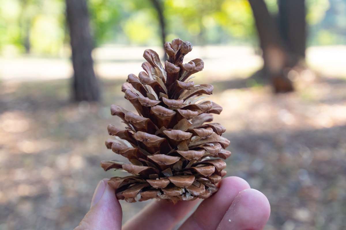 Природа создает удивительные вещи