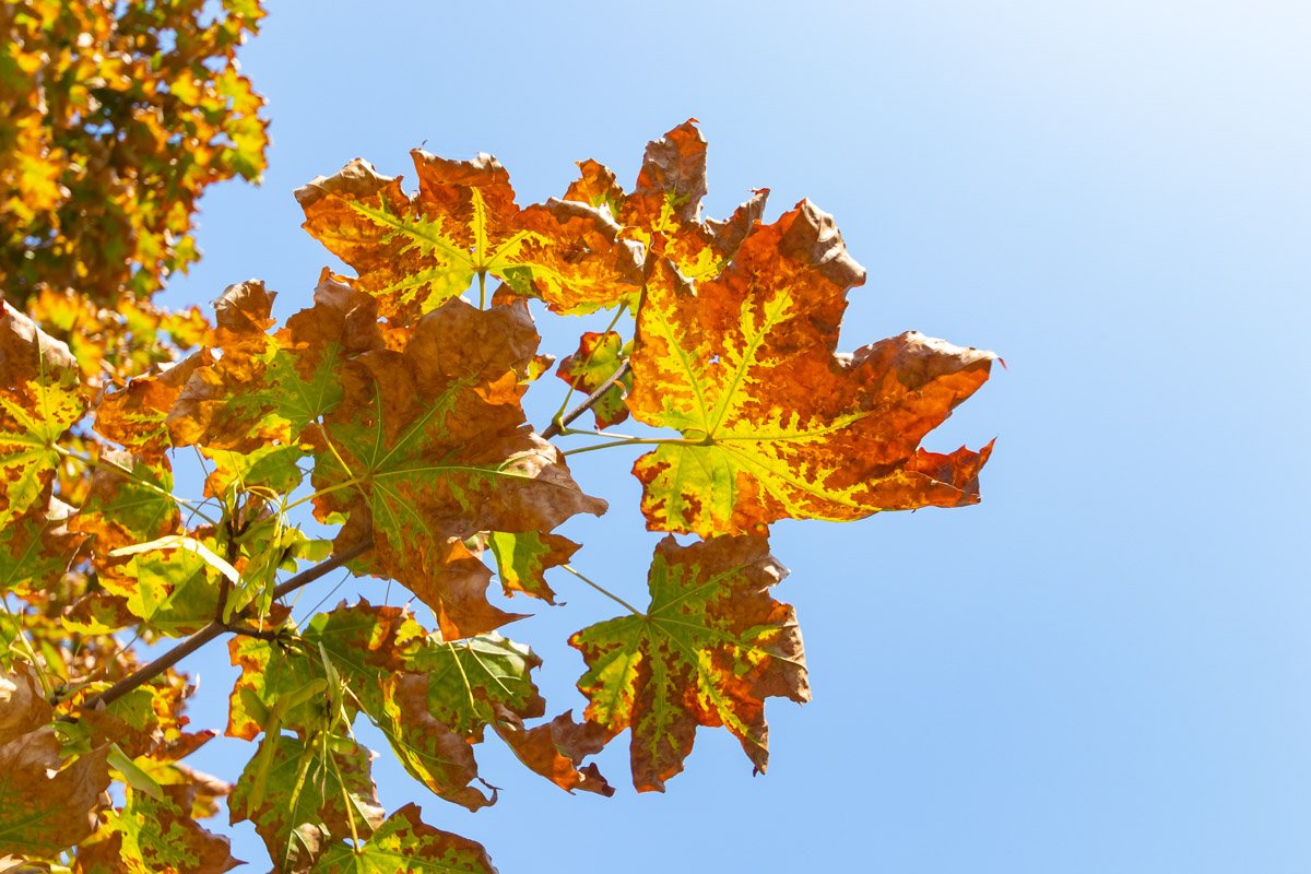 Осень окрашивает листву новыми тонами