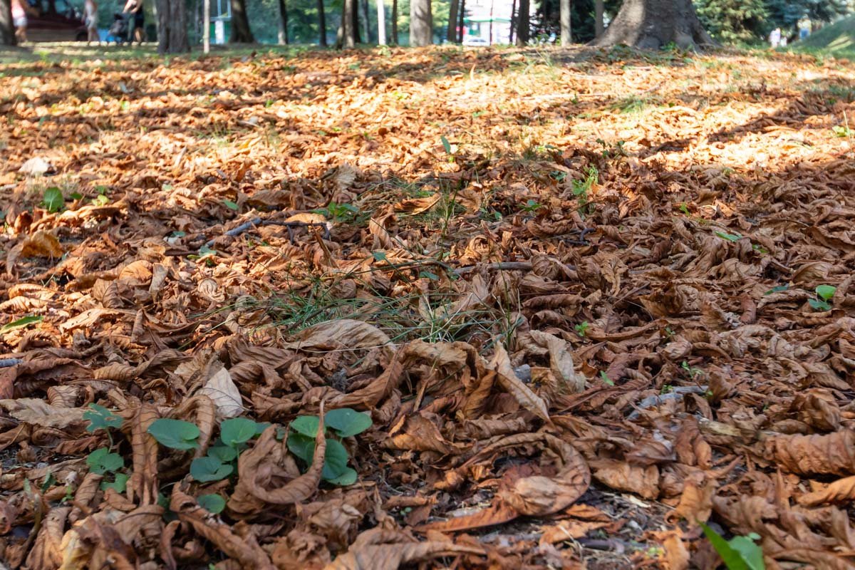 Под ногами снова шелестят ковры из листвы 