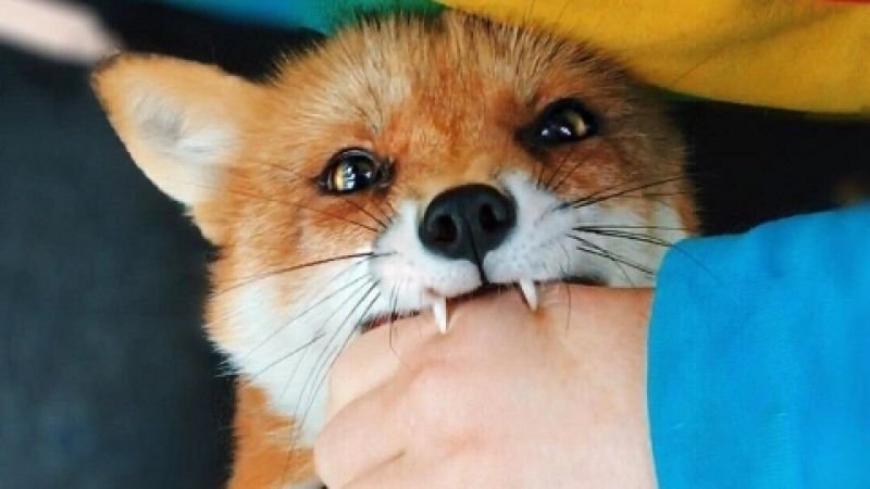 Они, конечно, миленькие, но лучше к ним не подходить Они, конечно, миленькие, но лучше к ним не подходить