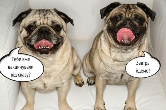 Вакцинируйтесь сами и вакцинируйте своих питомцев Вакцинируйтесь сами и вакцинируйте своих питомцев