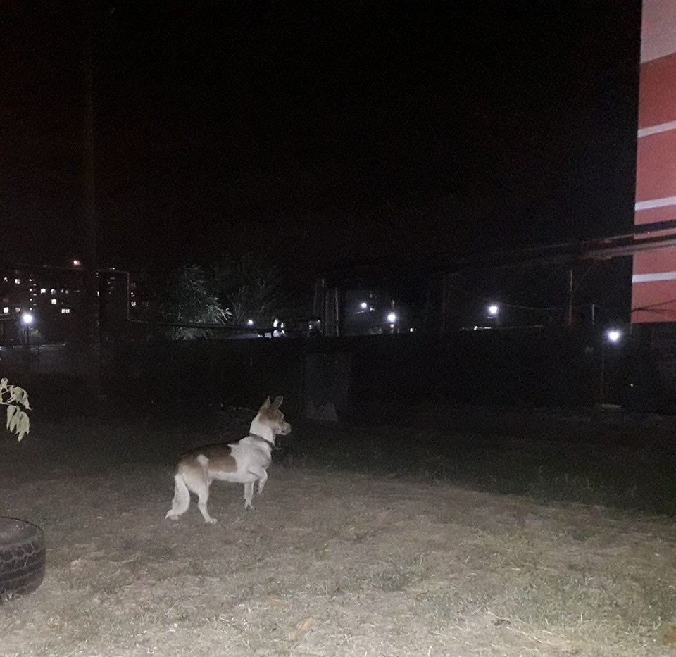 В Днепре пропало много животных: помогите найти 1