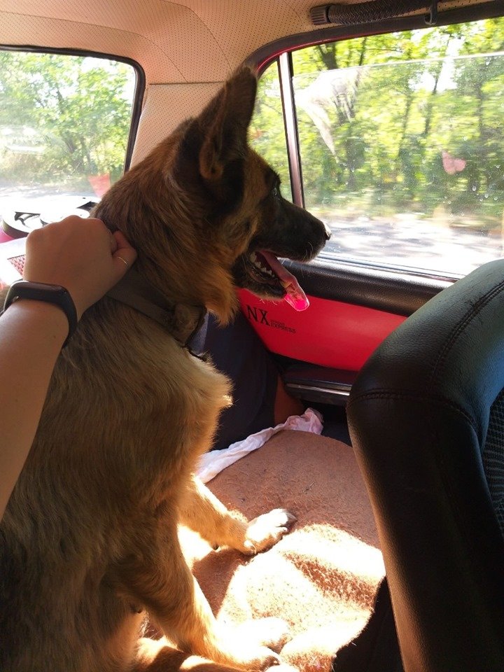 В Днепре пропало много животных: помогите найти 2