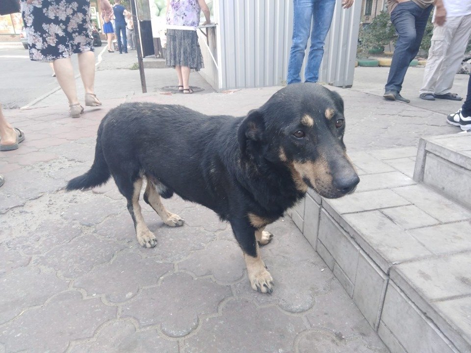 В Днепре пропало много животных: помогите найти 3