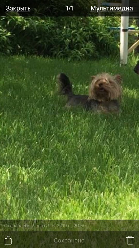 В Днепре пропало много животных: помогите найти 4