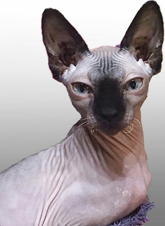 В Днепре пропало много животных: помогите найти 5