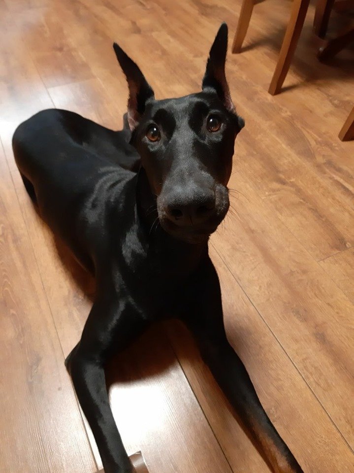 В Днепре пропало много животных: помогите найти 6