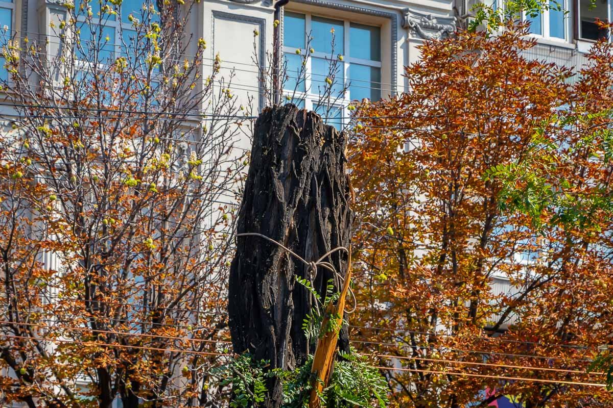 При омоложении деревьев иногда до 70% их гибнет