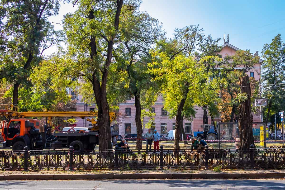 Пока не известно, сколько деревьев затронут работы
