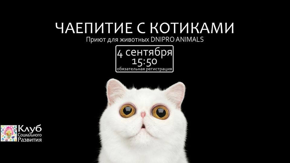 Чаепитие с котиками Чаепитие с котиками
