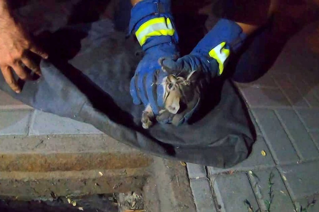 В Днепре спасли котенка, который попал в канализацию 2