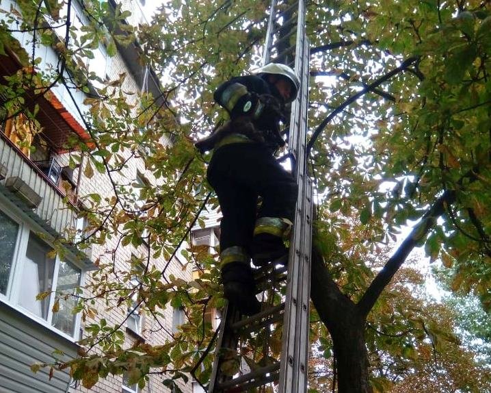 Котик спасен Котик спасен