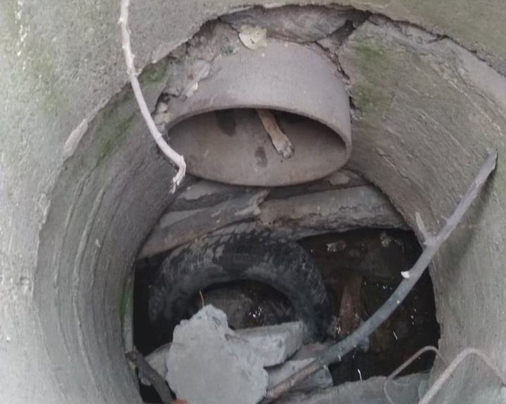 Своими силами прохожие не смогли спасти животное Своими силами прохожие не смогли спасти животное