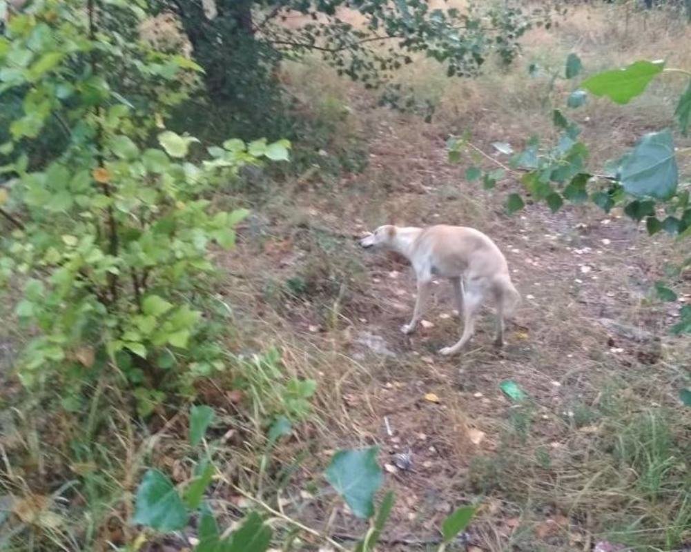 Собака не пострадала Собака не пострадала