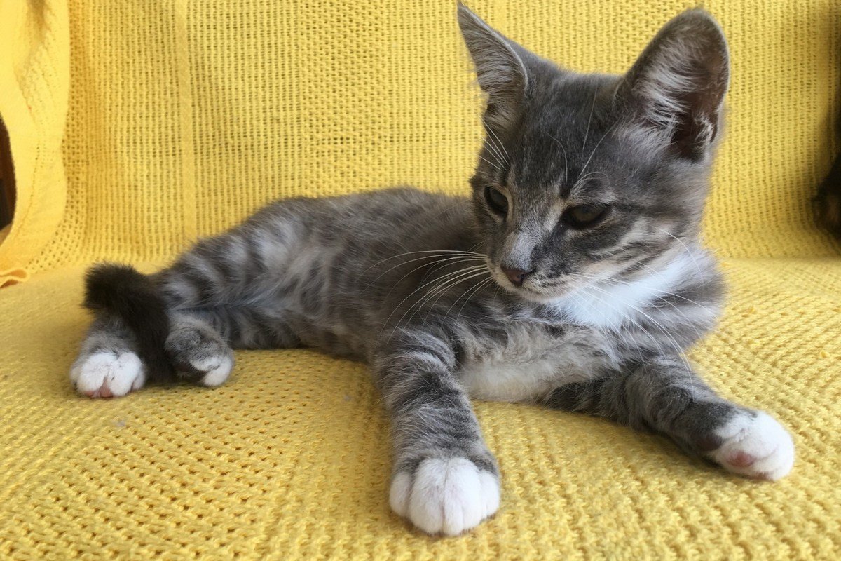 Грустный кусь ждет, пока ты наконец решишься забрать его домой