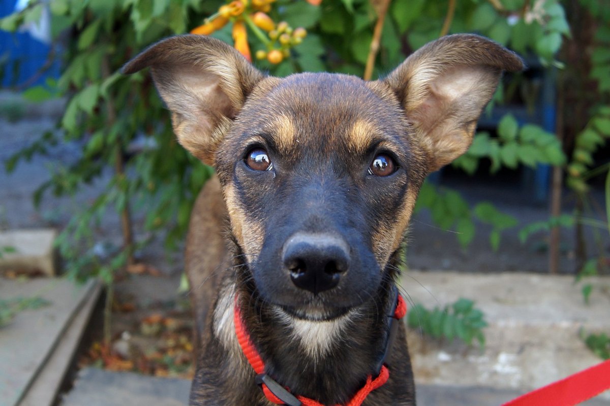 Одно сплошное ня :3