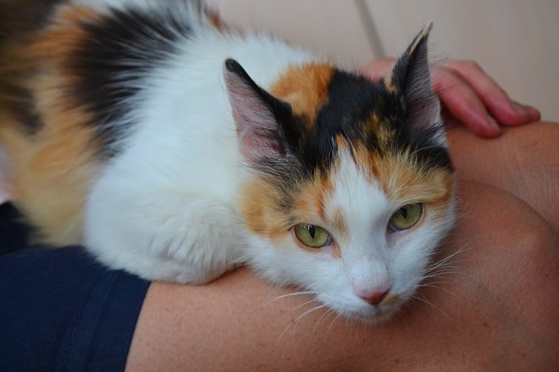 Подарите тепло и любовь: какие животные ищут дом в Днепре 5