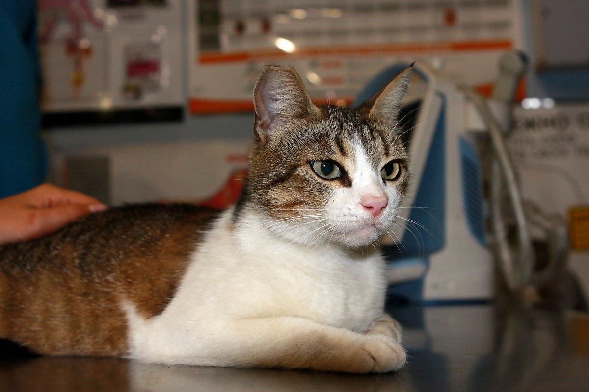 Помогите девочке вернуть веру в человечность и прожить счастливую кошачью жизнь