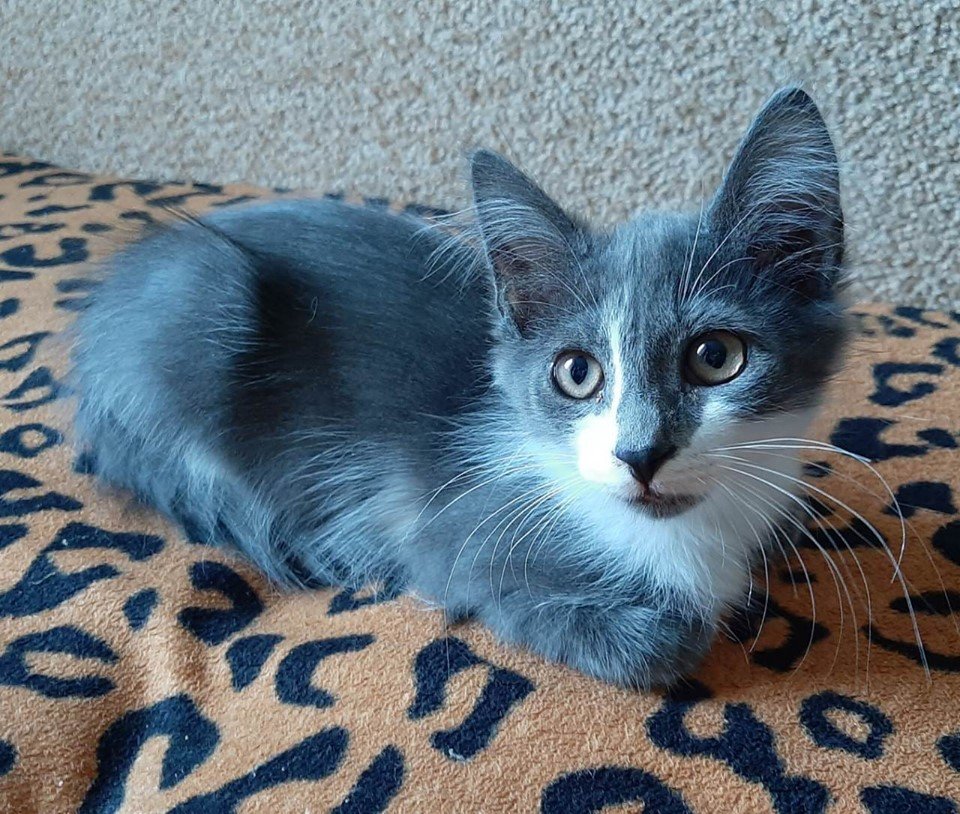 Клубочек нежности