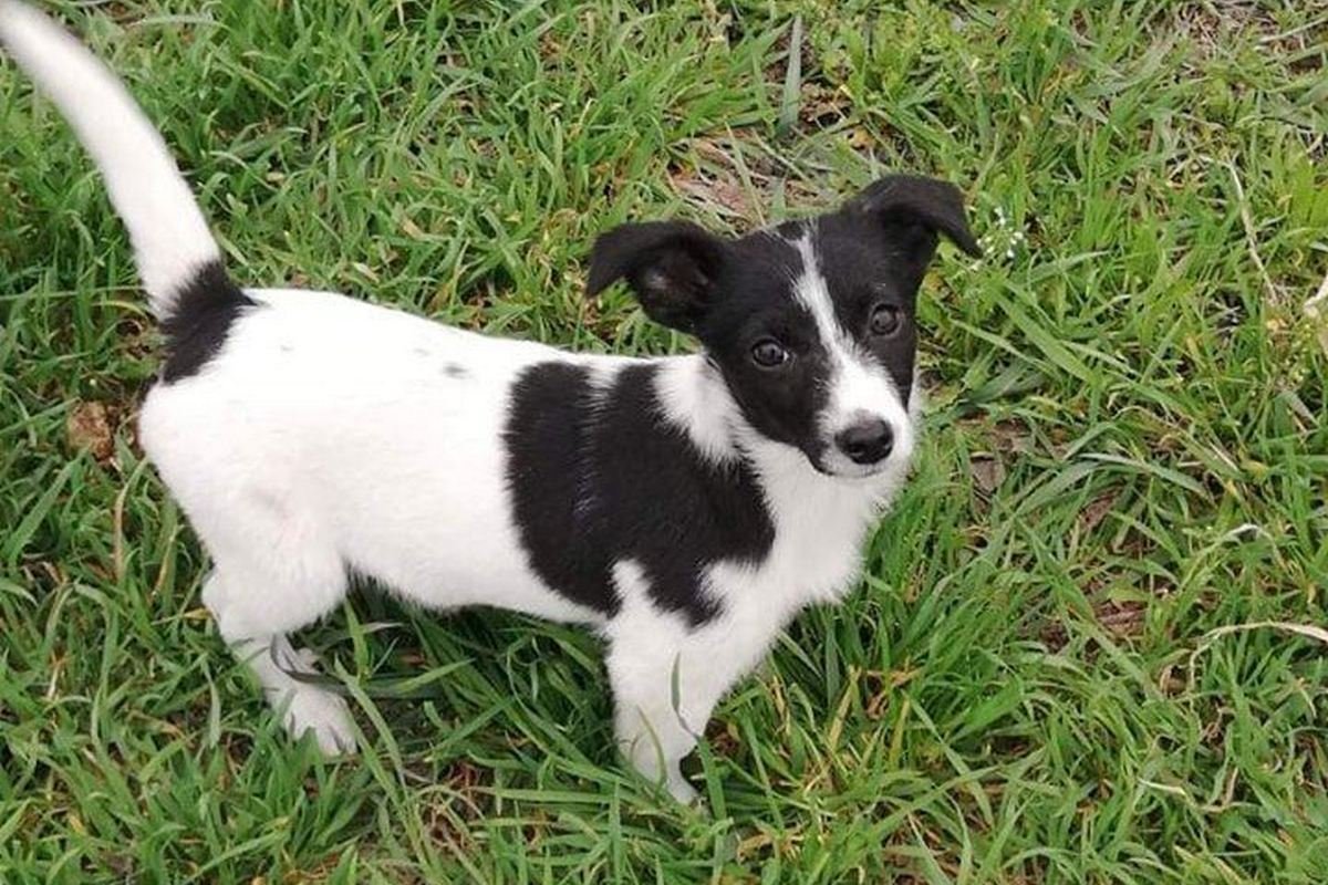 Миниатюрная Мышка готова стать вашим лучшим другом