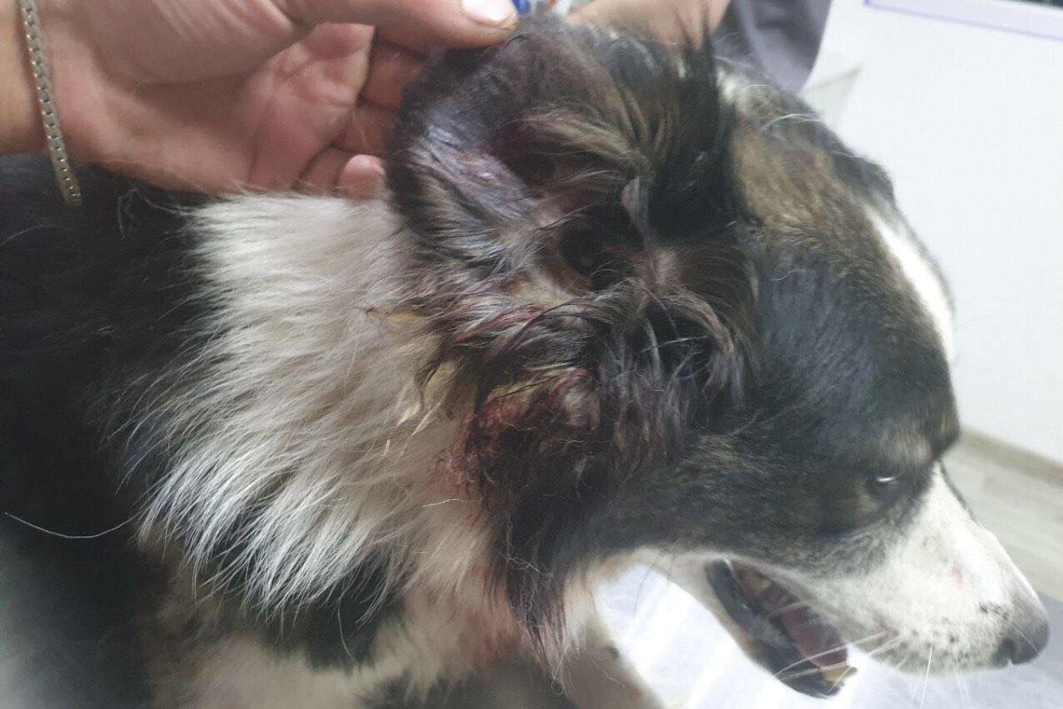 На улице Новокузнечной пьяный мужчина на глазах у детей мучал собаку, а потом ударил ее ножом