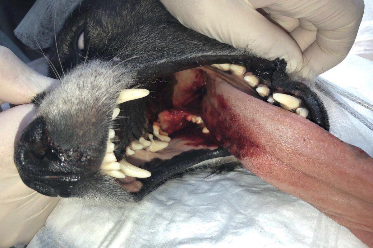 Животное срочно доставили в круглосуточную ветеринарную клинику, где его и прооперировали.