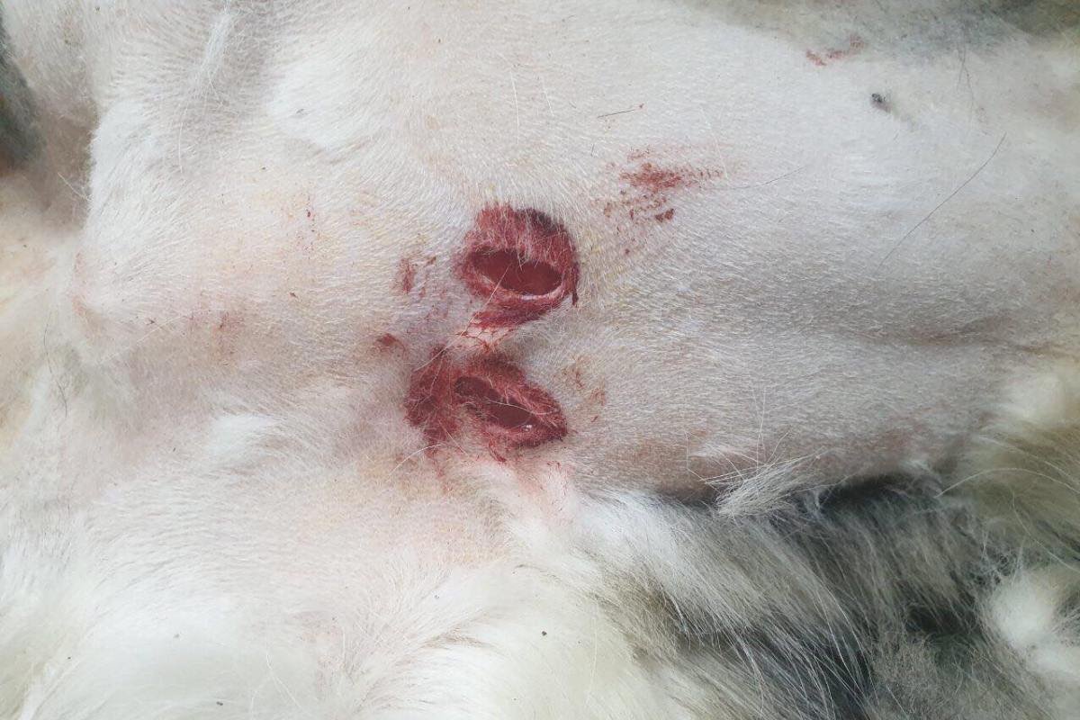 Жестокое обращение определяется как «издевательство над животными, в том числе бездомными, которое повлекло мучения, причинило им физические страдания