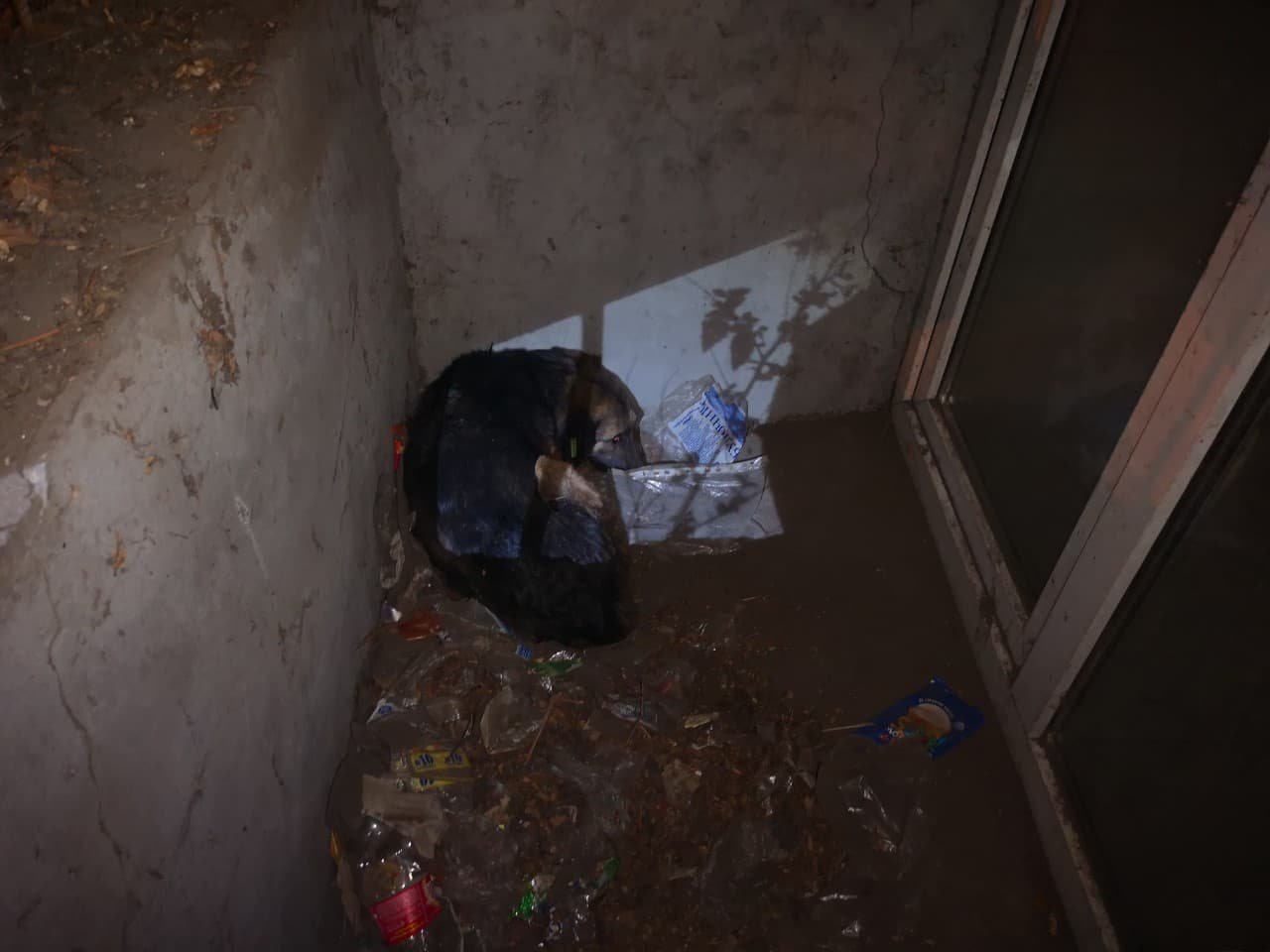 В Днепре собака попала в ловушку и просила помощи В Днепре собака попала в ловушку и просила помощи