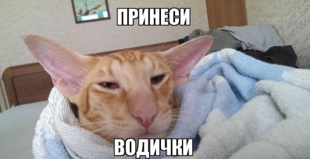 Окей, Информатор: развенчиваем мифы о похмелье 3