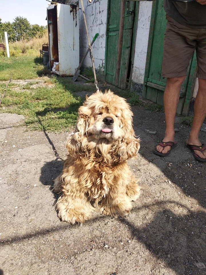В Днепре пропало много животных: помогите найти 1
