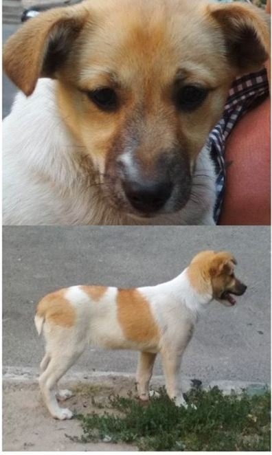 В Днепре пропало много животных: помогите найти 2