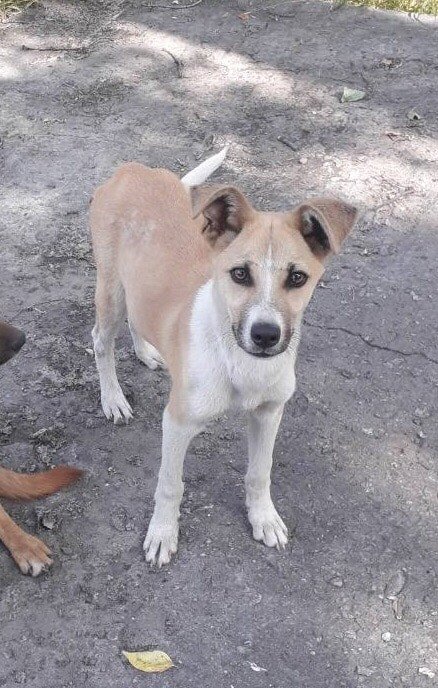 В Днепре пропало много животных: помогите найти 3