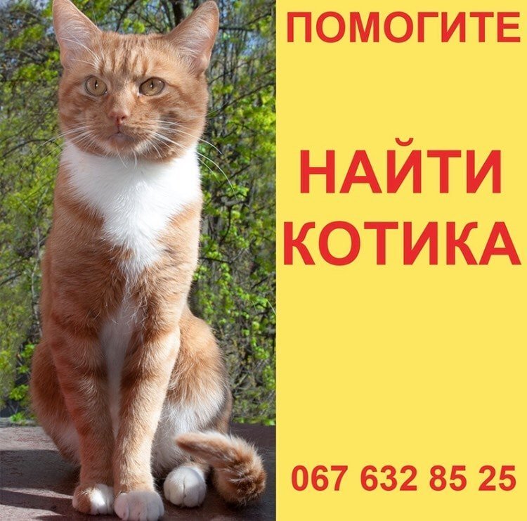 В Днепре пропало много животных: помогите найти 4