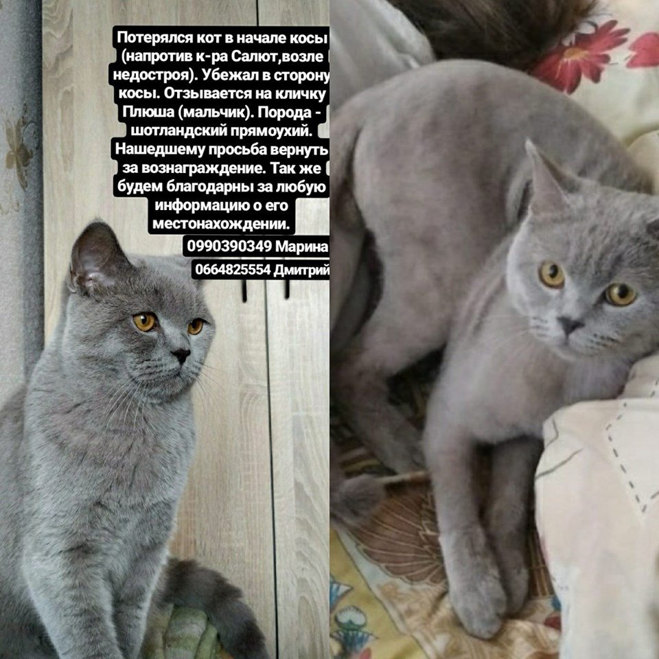 В Днепре пропало много животных: помогите найти 5