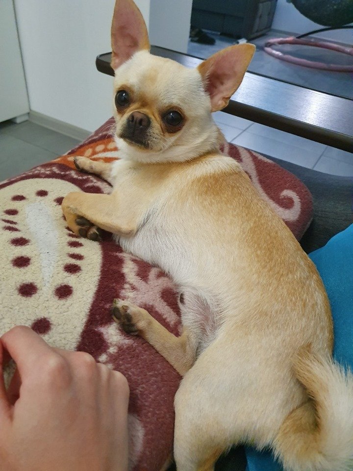 В Днепре пропало много животных: помогите найти 6